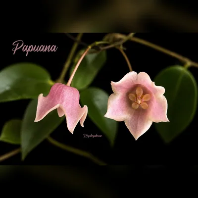 Hoya Papuana