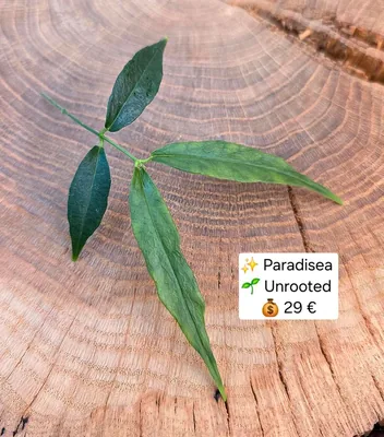 Hoya paradisea