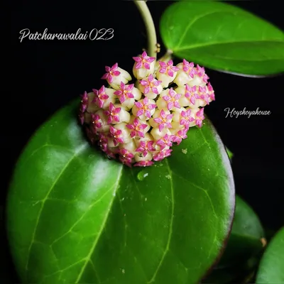 Hoya patcharawalai 023 (ex. Icensis)