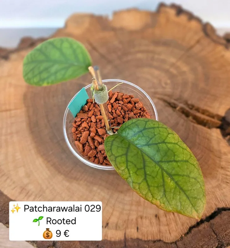 Hoya patcharawalai 029 – Mutterpflanze