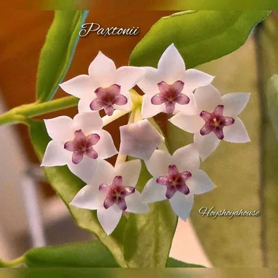 Hoya paxtonii