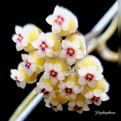Hoya peninsularis (Perak Teddy Bear)