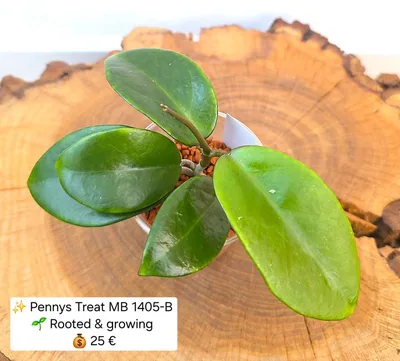Hoya pennys Treat MB 1405-B
