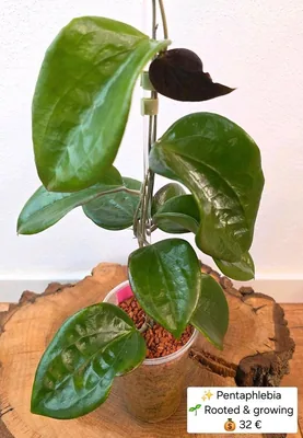 Hoya pentaphlebia