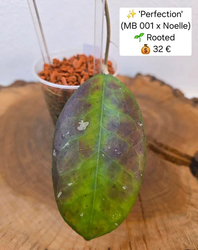 Hoya 'Perfection' (MB 001 x 'Noelle') – Mutterpflanze