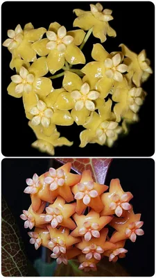 Hoya persicina