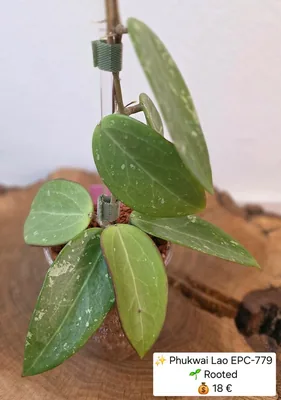 Hoya phukwai LAO EPC 779