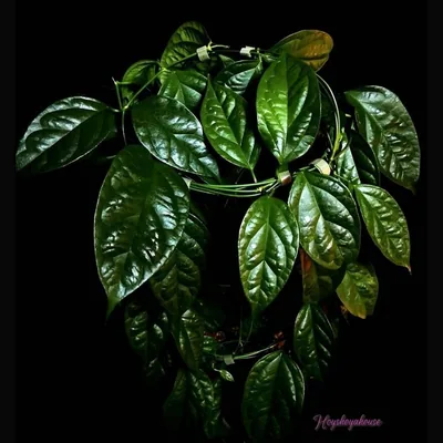 Hoya phyllura (ex. Linusii)