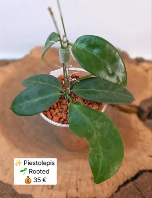 Hoya piestolepis