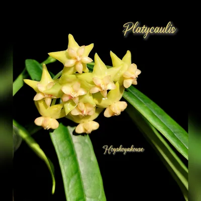 Hoya Platycaulis