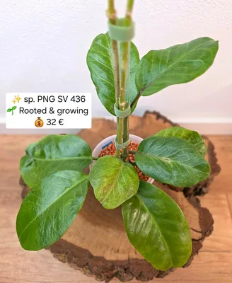 Hoya PNG SV 436