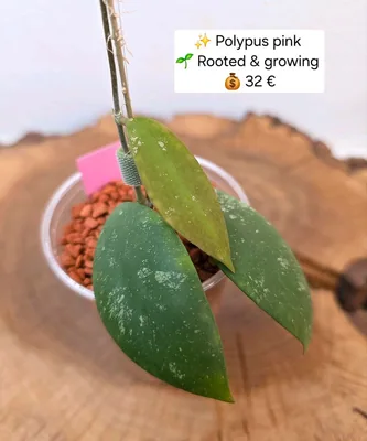 Hoya polypus Pink