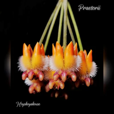 Hoya Praetorii
