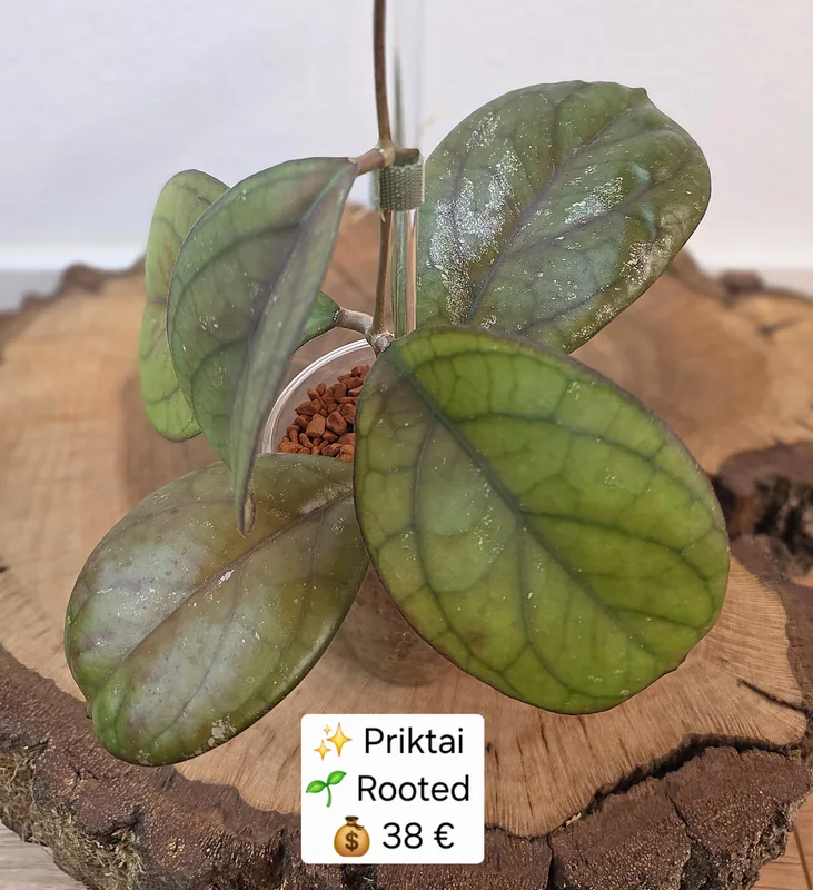 Hoya priktai – Nahaufnahme