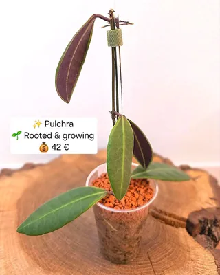 Hoya pulchra