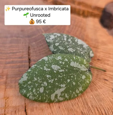Hoya purpureofusca x Imbricata