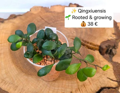 Hoya qingxiuensis