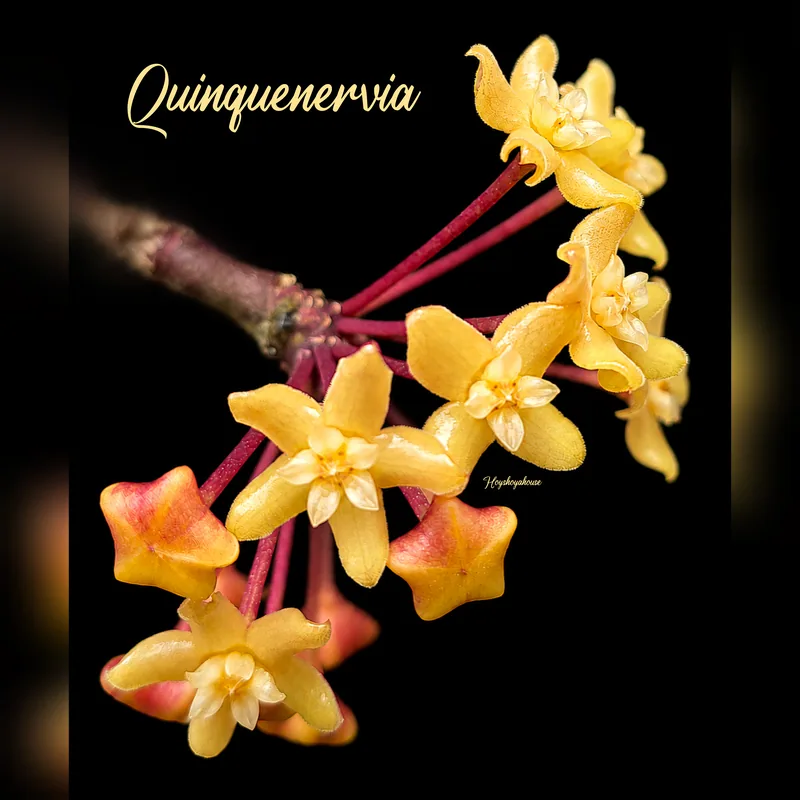Hoya Quinquenervia – Blüte