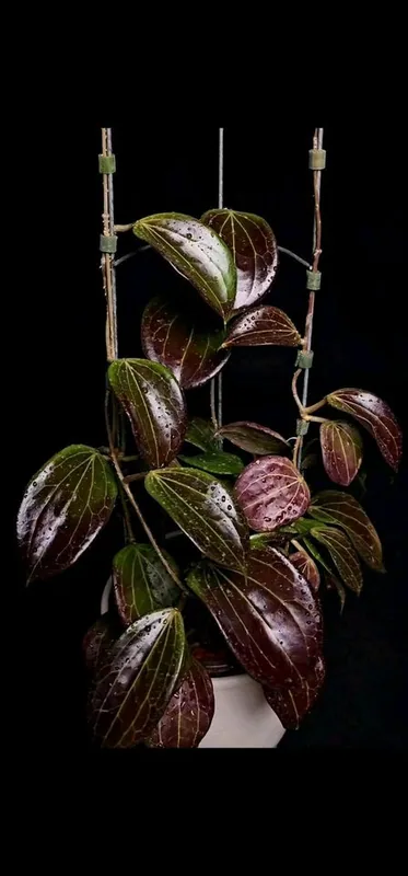 Hoya Quinquenervia – Mutterpflanze
