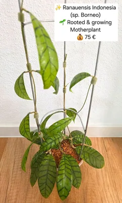 Hoya ranauensis Indonesia sp. Borneo