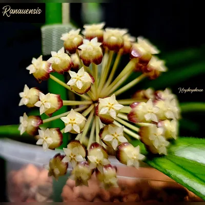 Hoya Ranauensis