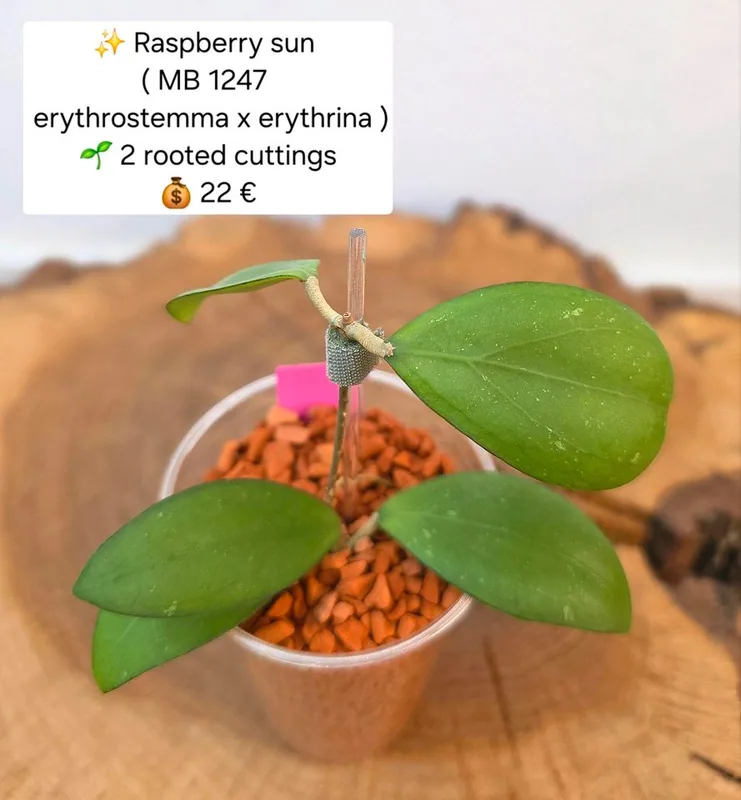 Hoya raspberry SUN (MB1247 Erythrostemma x Erythrina) – Mutterpflanze