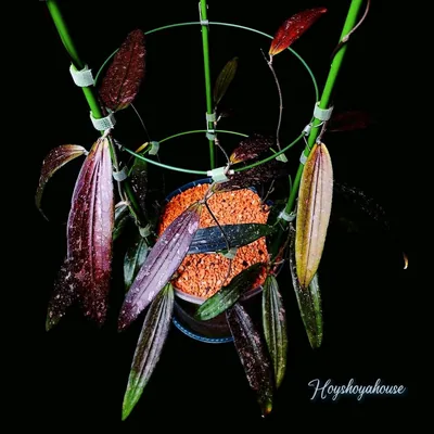 Hoya rindu Rafflesia Splash