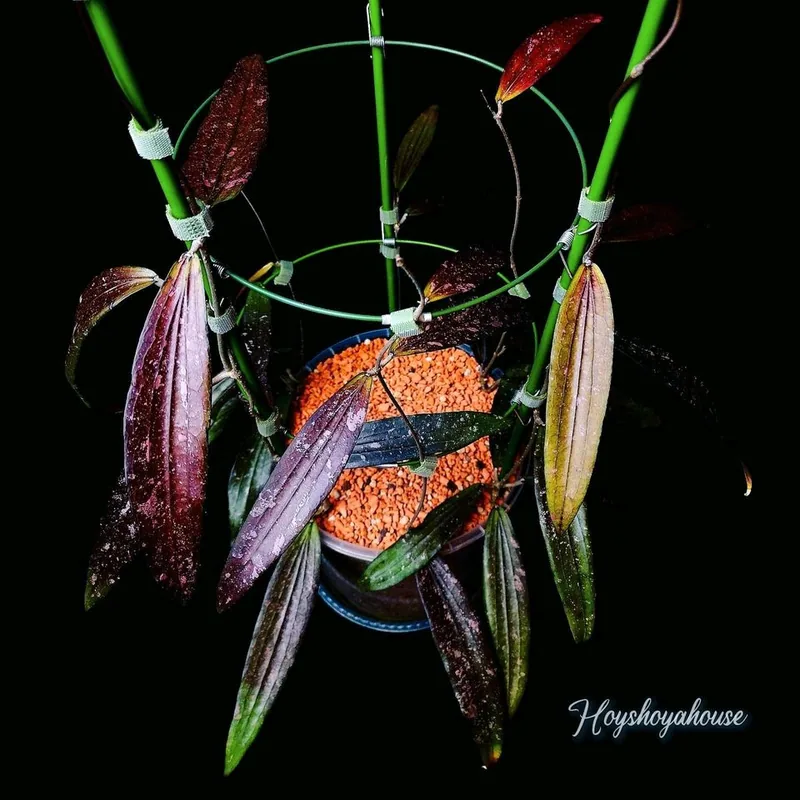 Hoya rindu Rafflesia Splash – Mutterpflanze