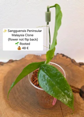 Hoya sangguensis Peninsular Malaysia Clone