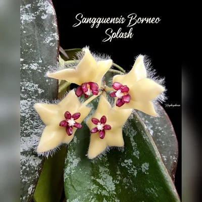Hoya Sangguensis Borneo Splash