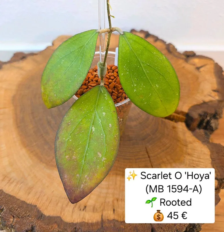 Hoya scarlet O 'Hoya' (MB1594-A) – Mutterpflanze