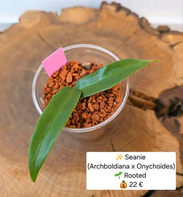 Hoya seanie (Archboldiana x Onychoides)