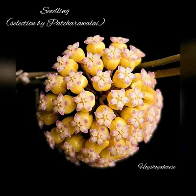 Hoya seedling (Selection by Patcharawalai)