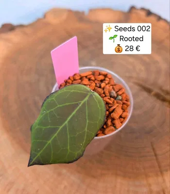 Hoya seeds 002