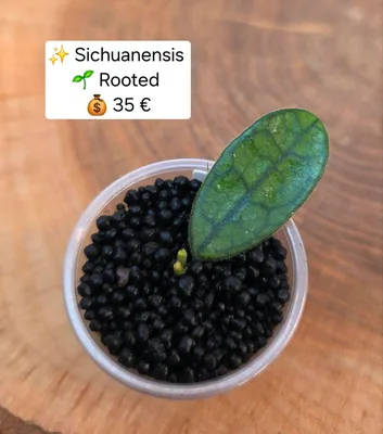 Hoya sichuanensis