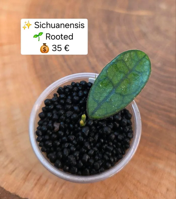 Hoya sichuanensis – Mutterpflanze