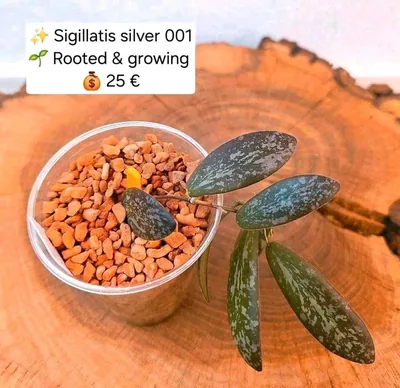 Hoya sigillatis Silver 001