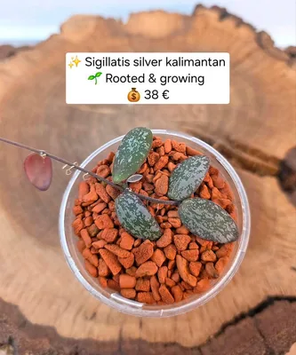 Hoya sigillatis Silver Kalimantan