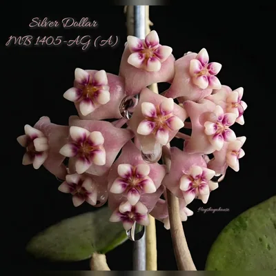 Hoya Silver Dollar MB1405-AG (A)