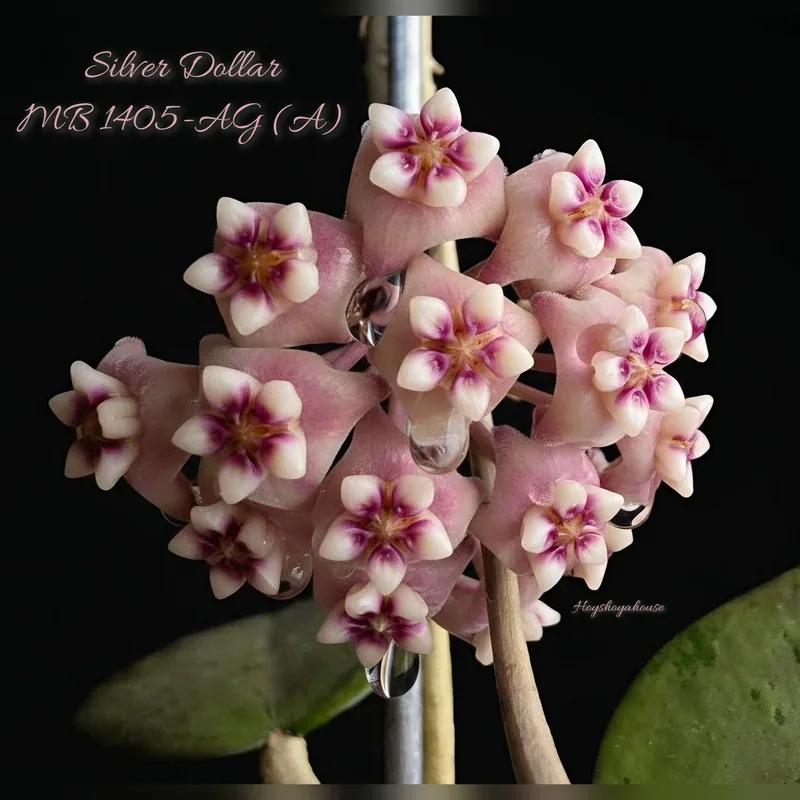Hoya Silver Dollar MB1405-AG (A) – Blüte