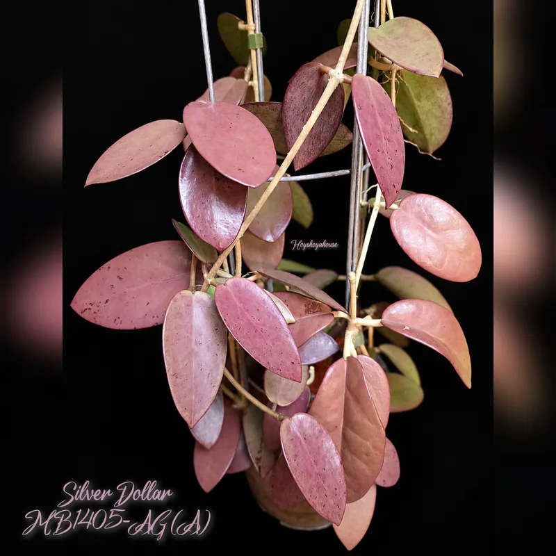 Hoya Silver Dollar MB1405-AG (A) – Mutterpflanze