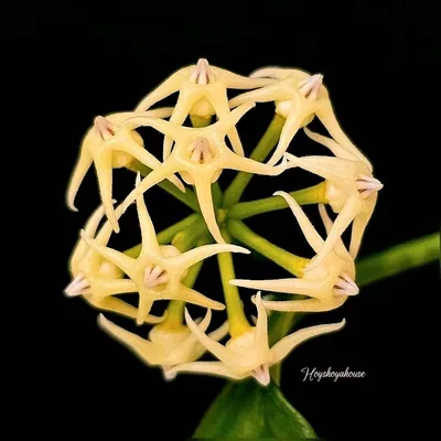 Hoya solokensis