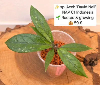 Hoya sp. Aceh 'David Neil' / NAP 01 Indonesia