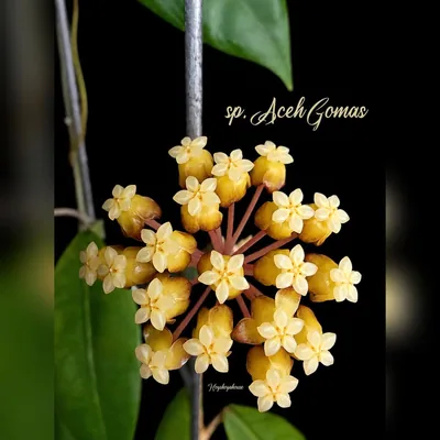 Hoya sp. Aceh Gomas