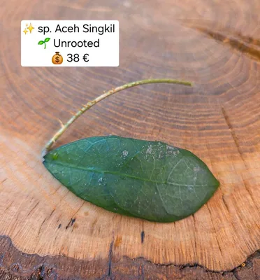 Hoya sp. Aceh Singkil