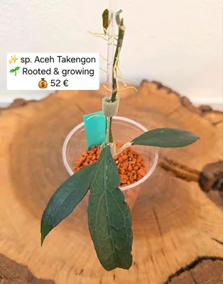 Hoya sp. Aceh Takengon