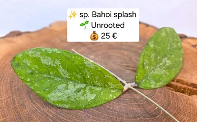Hoya sp. Bahoi Splash