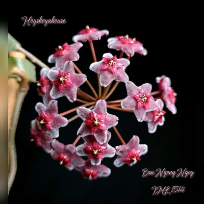 Hoya sp. Ban Ngong Ngoy IML 1514