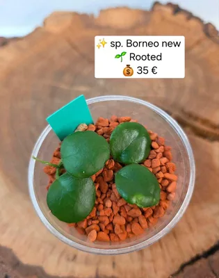 Hoya sp. Borneo NEW