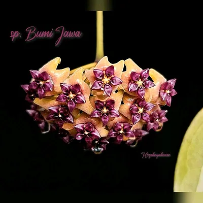 Hoya sp. Bumi Jawa